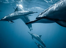 乒超联赛常规赛收官 8队晋级总决赛